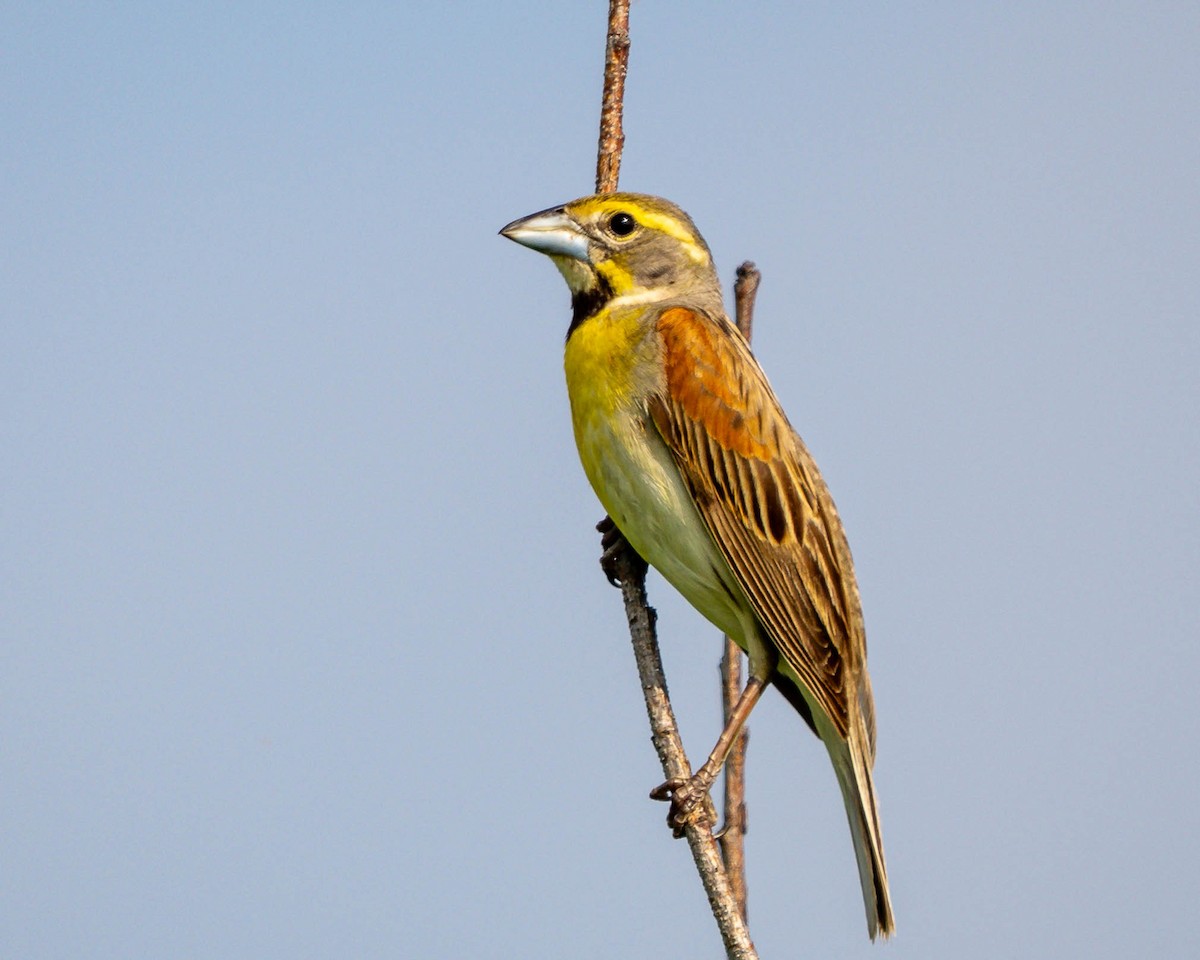 Dickcissel d'Amérique - ML589966051