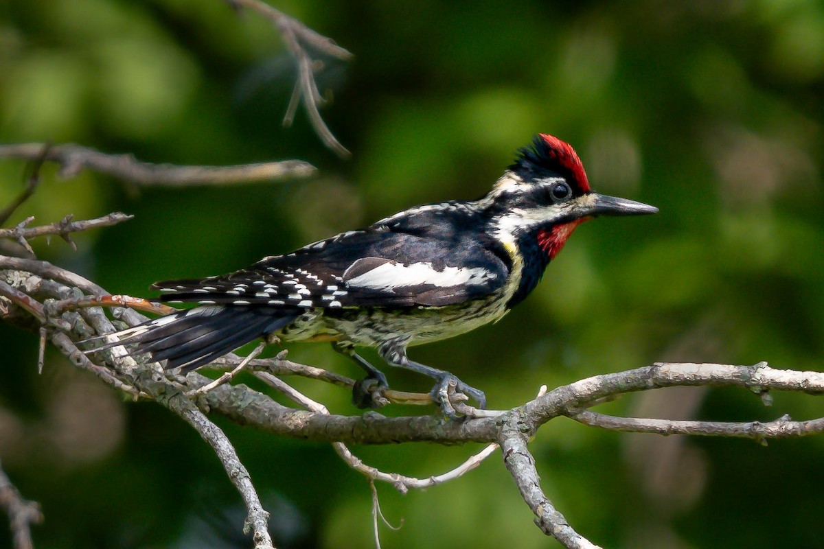 Yellow-bellied Sapsucker - ML589966261