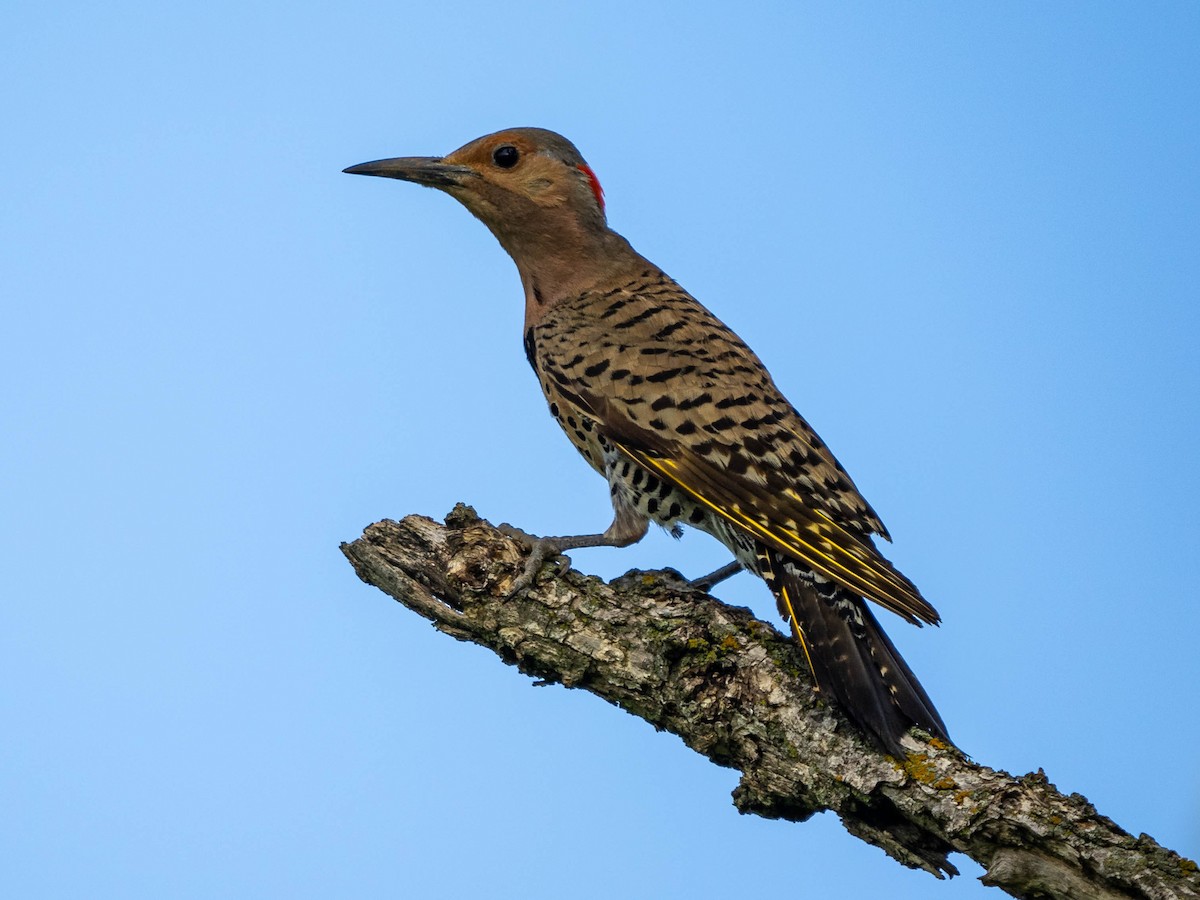 Northern Flicker - ML589966451