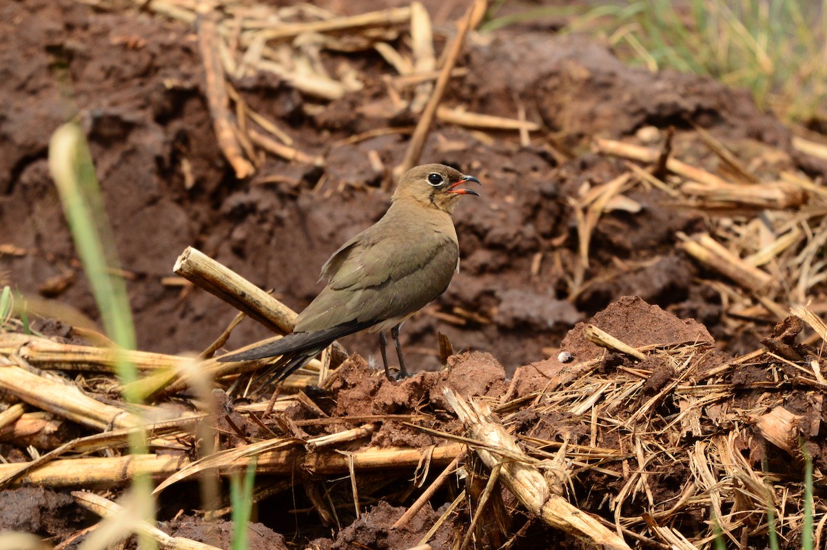 Collared Pratincole - ML589966631