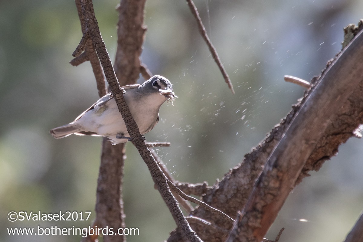 Plumbeous Vireo - ML58996701