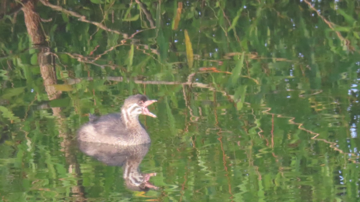 Pied-billed Grebe - Susan Talburt