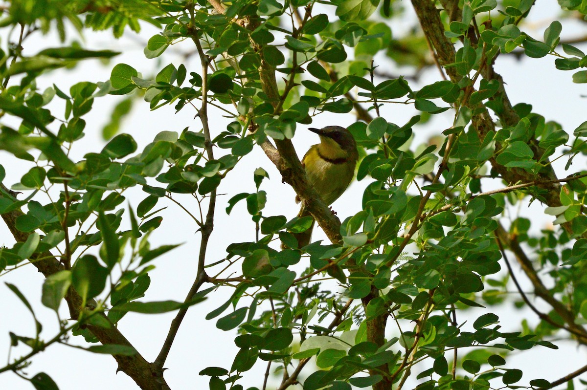 Rudd's Apalis - ML589967111