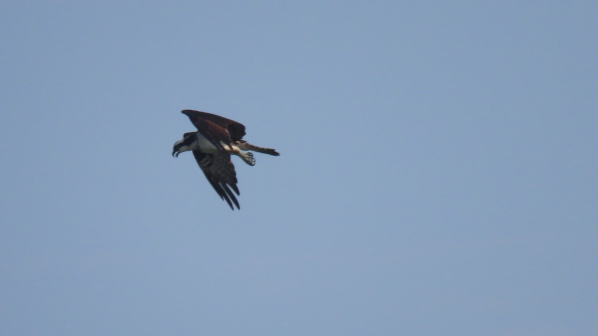 Osprey - ML589967351