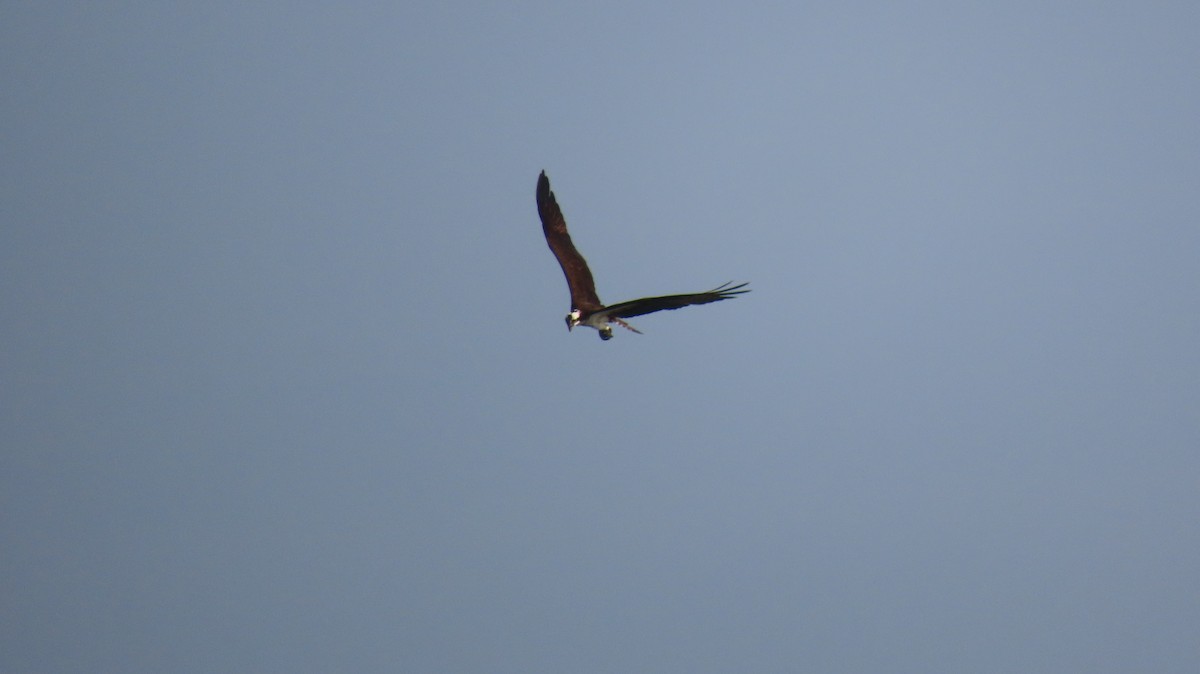 Osprey - ML589967361