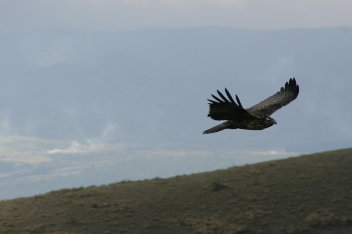 Black-chested Buzzard-Eagle - ML589967641