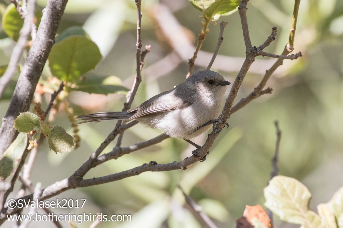 Bushtit - ML58996801