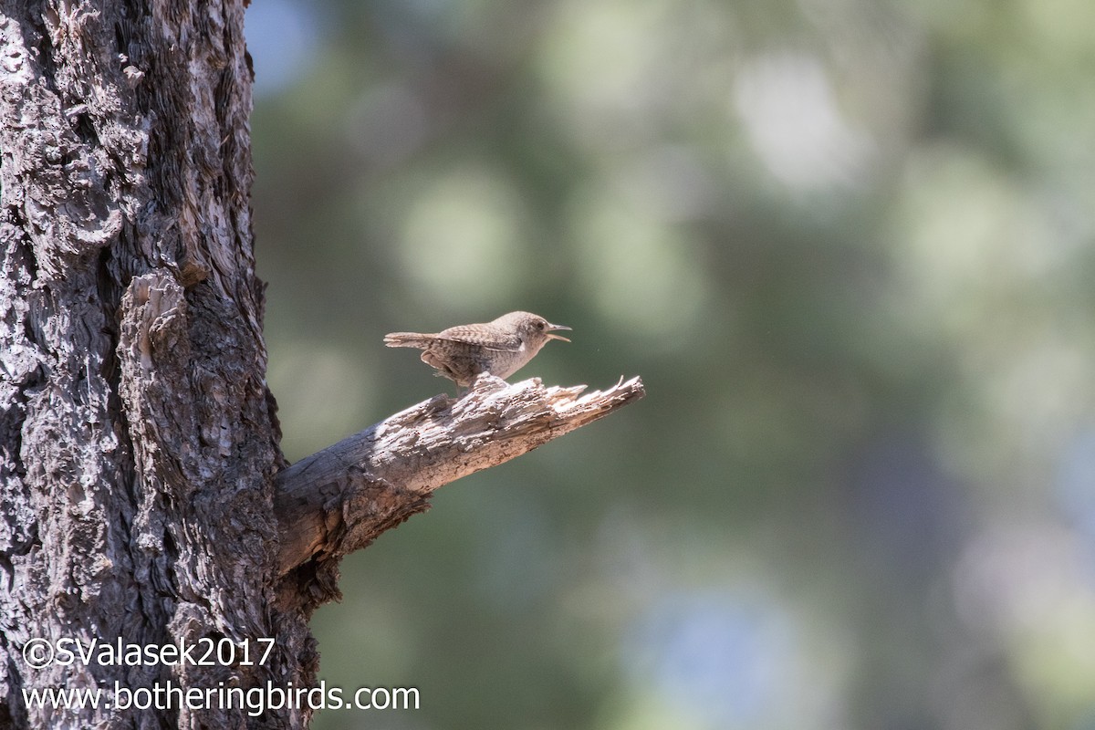 House Wren - ML58996831