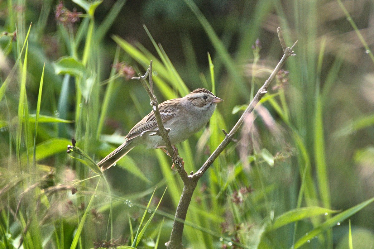 Clay-colored Sparrow - Greg Sanda