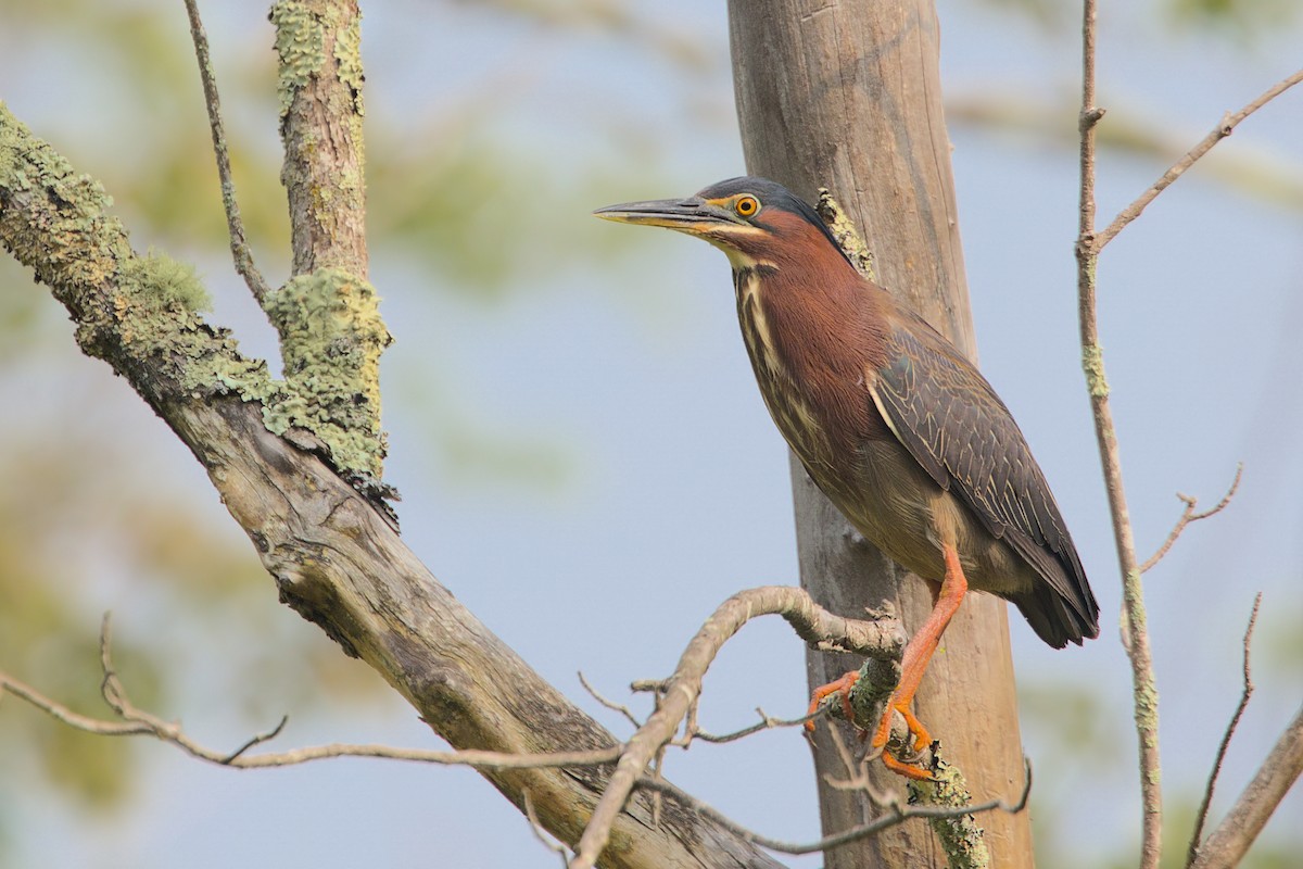 Green Heron - ML589968521