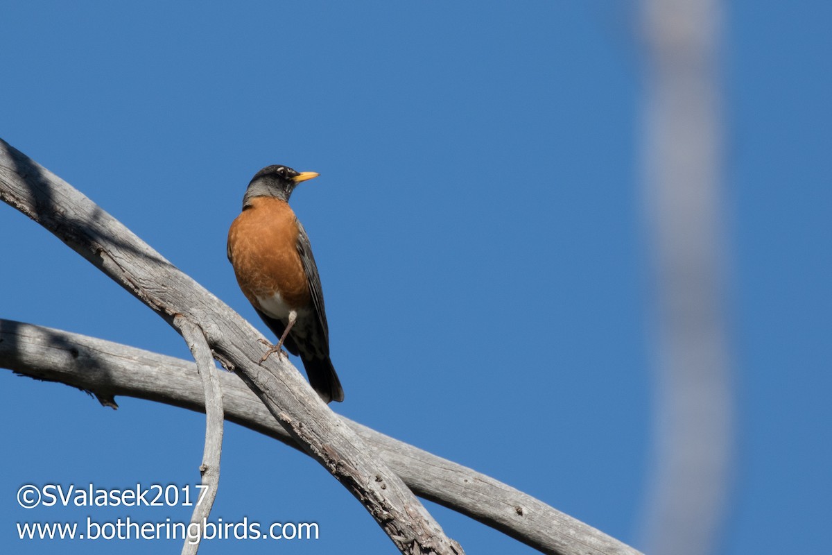 American Robin - Steve Valasek