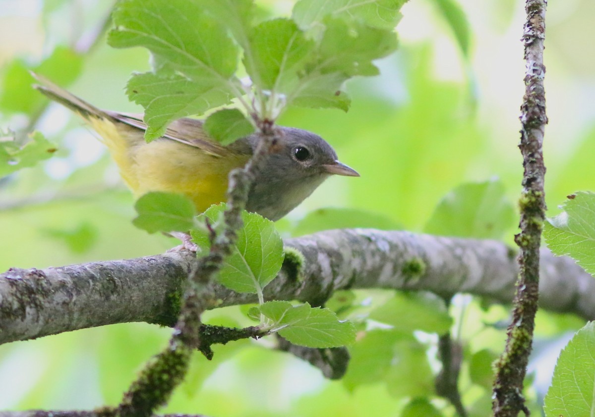 Mourning Warbler - ML589969401