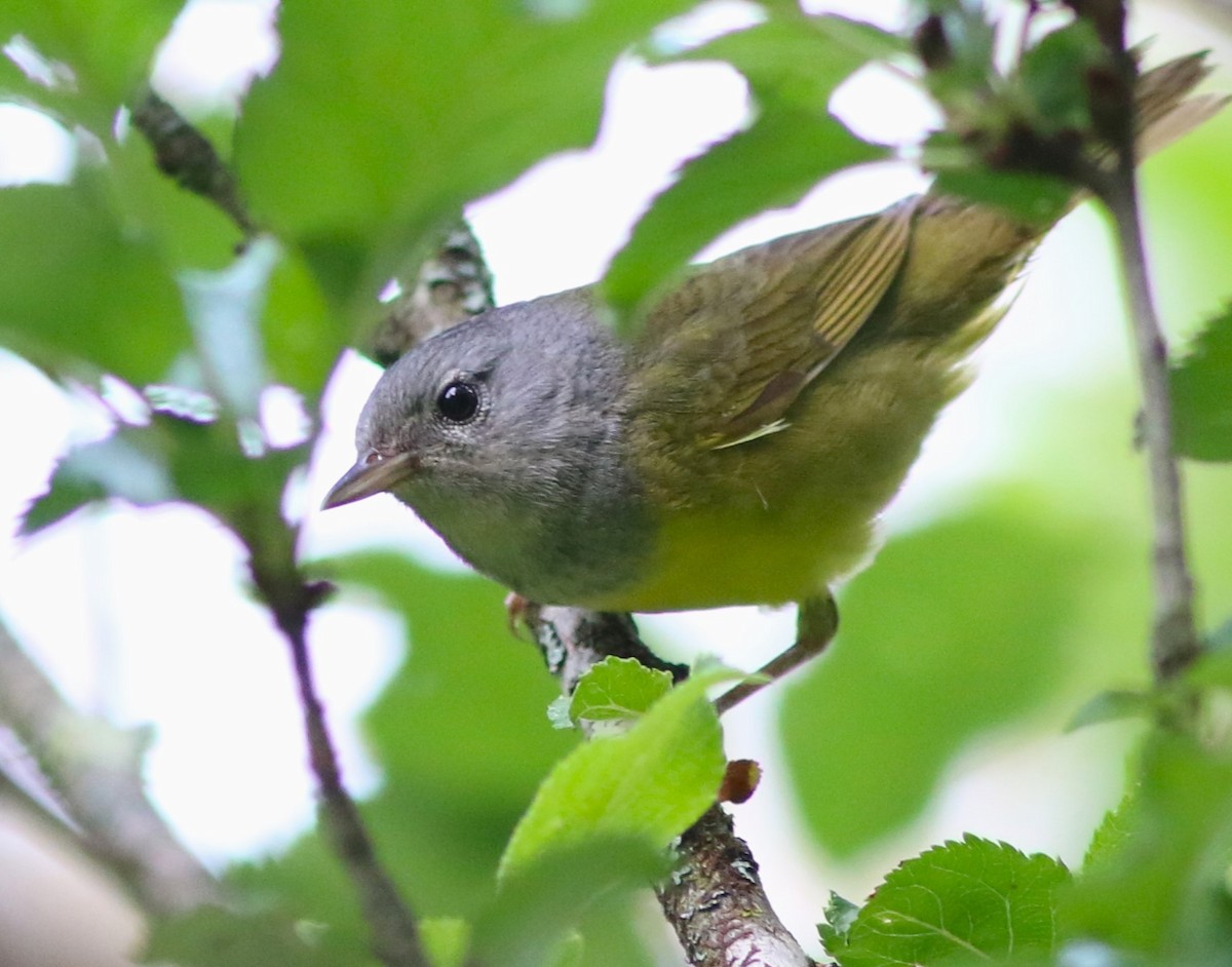 Mourning Warbler - ML589969441