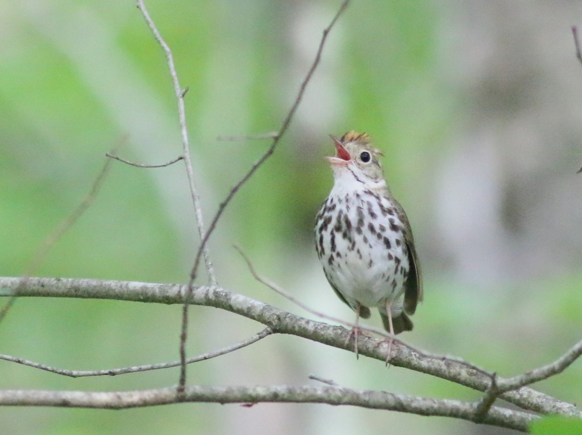 Ovenbird - ML589969531