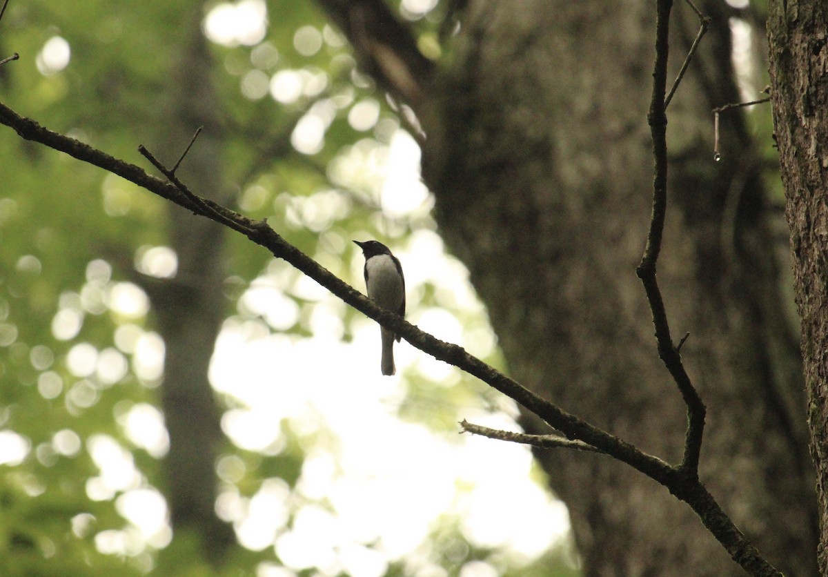 Black-throated Blue Warbler - ML589970731