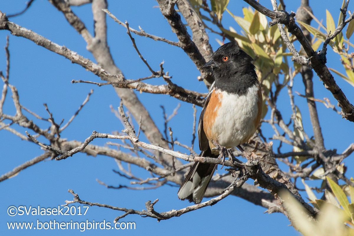 Spotted Towhee - ML58997181