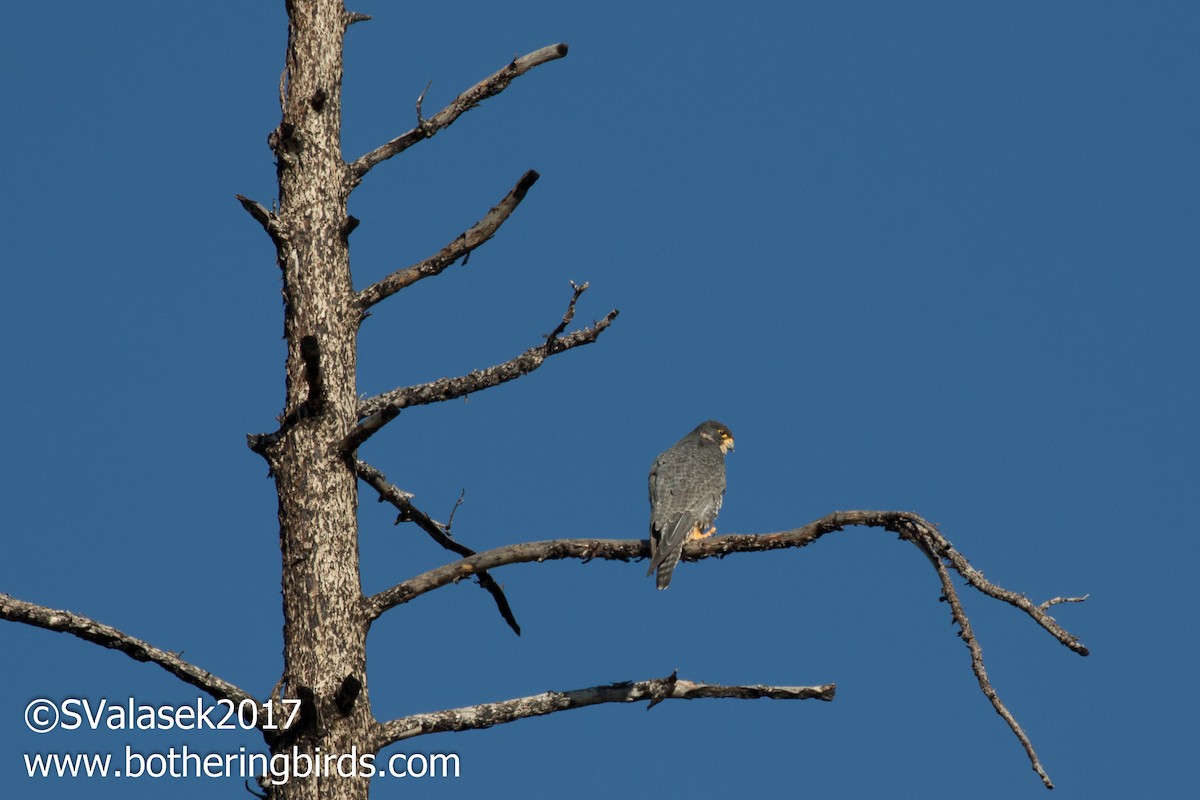 Peregrine Falcon - ML58997191