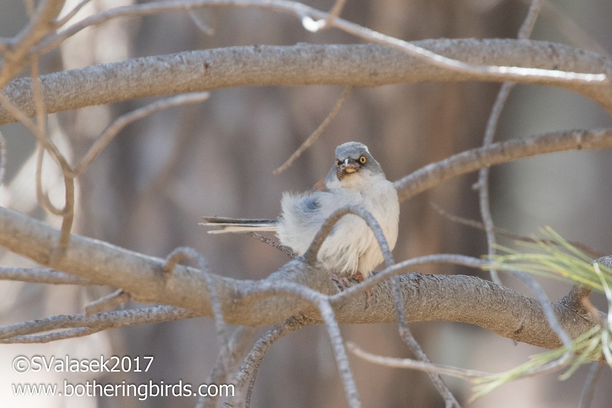 Yellow-eyed Junco - Steve Valasek