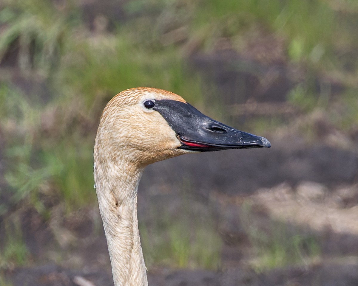 Trumpeter Swan - ML589974111