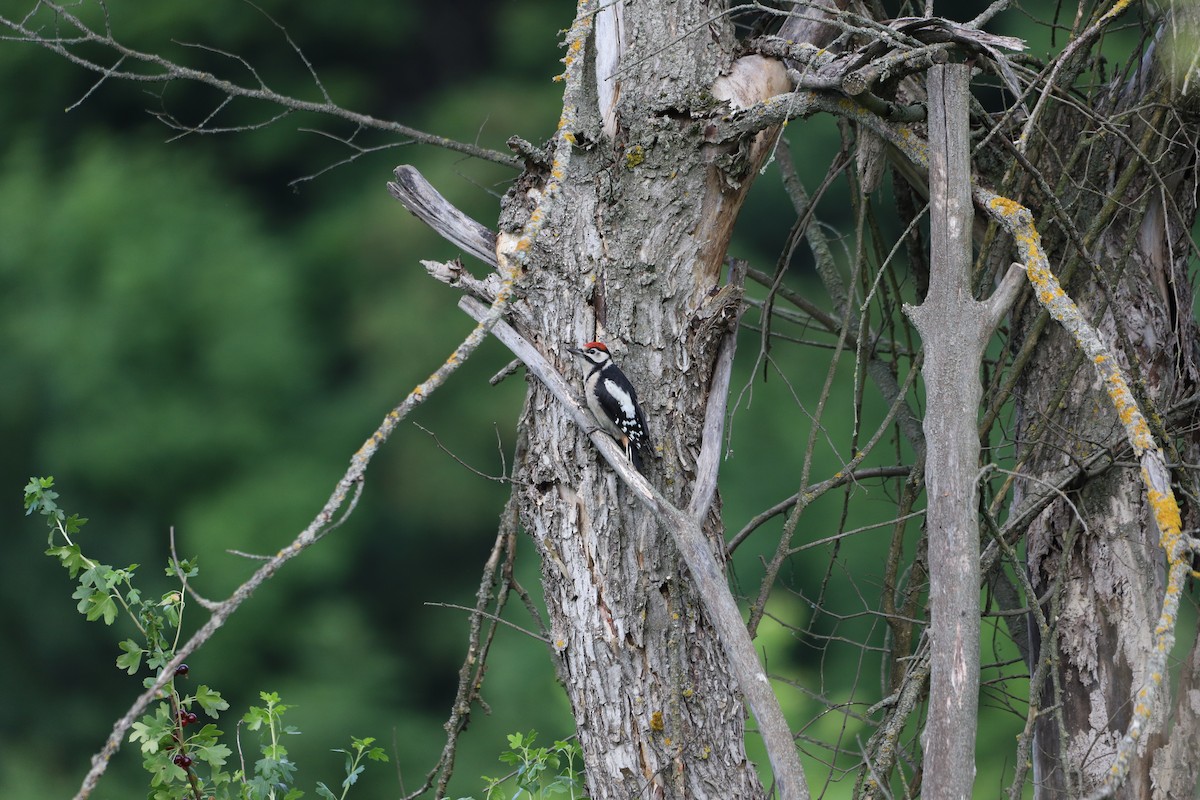 Great Spotted Woodpecker - ML589974141