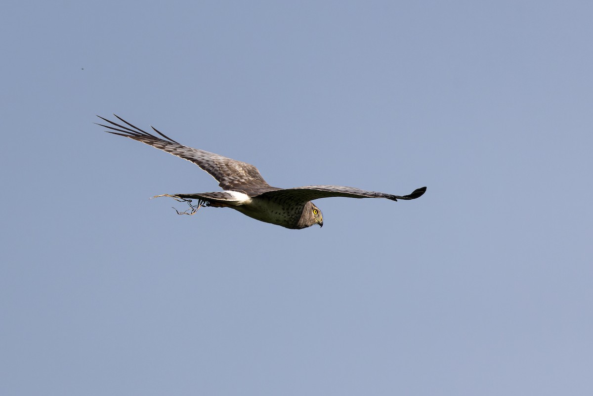 Northern Harrier - Christopher Sloan