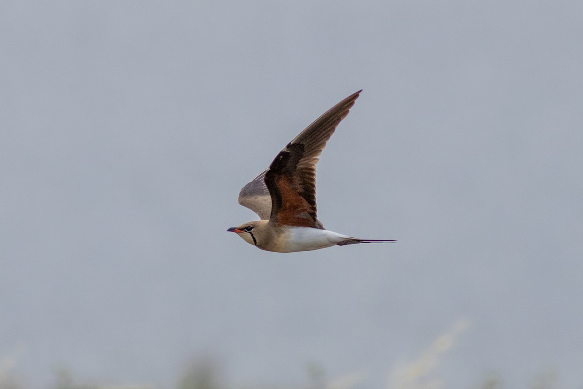 Collared Pratincole - ML589974601