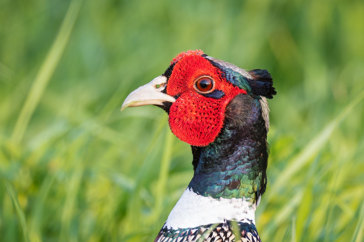 Ring-necked Pheasant - ML589974701