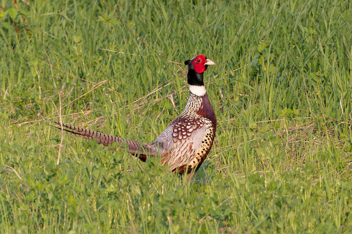 Ring-necked Pheasant - ML589974711