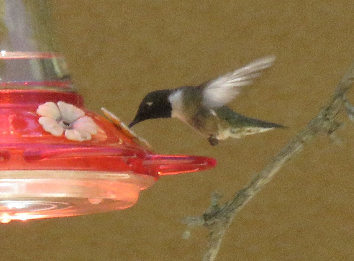 Black-chinned Hummingbird - ML589974871