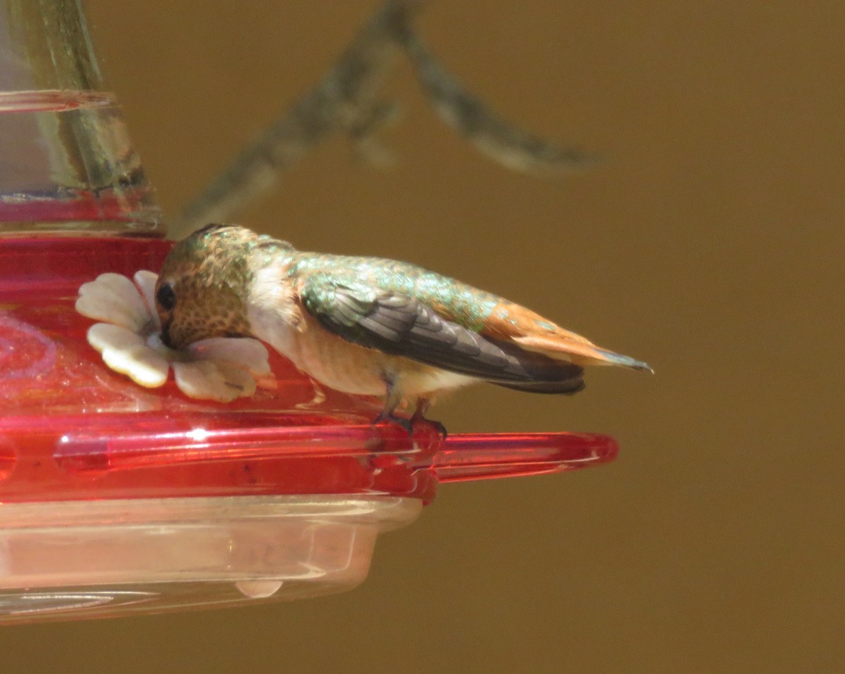 Allen's Hummingbird - ML589974881