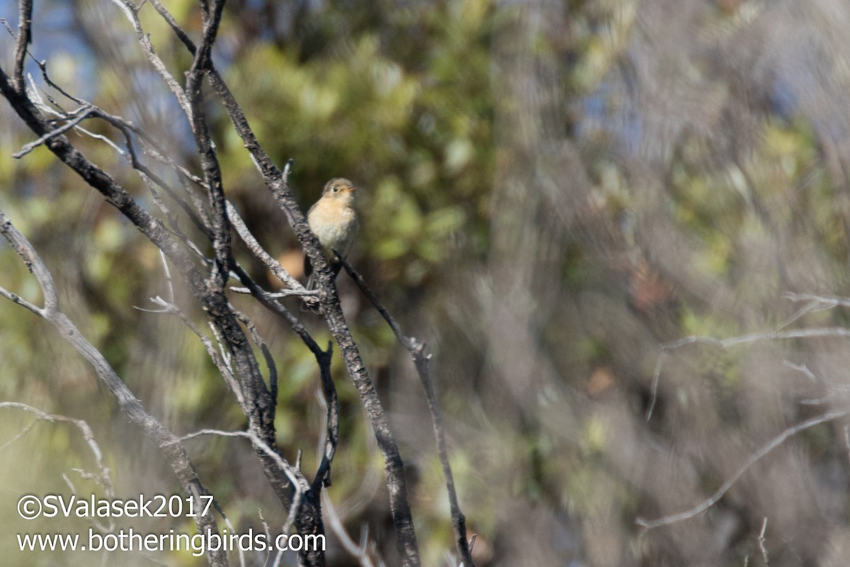 Buff-breasted Flycatcher - ML58997671