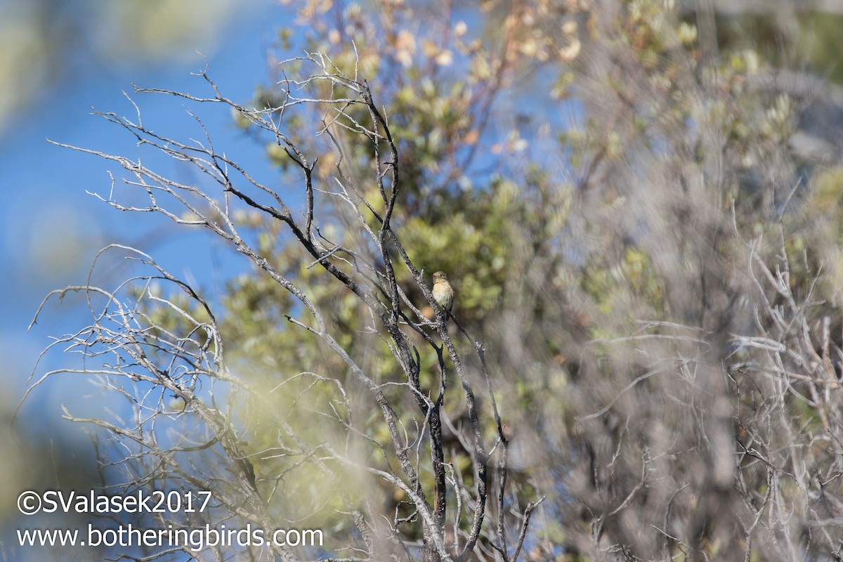 Buff-breasted Flycatcher - ML58997681