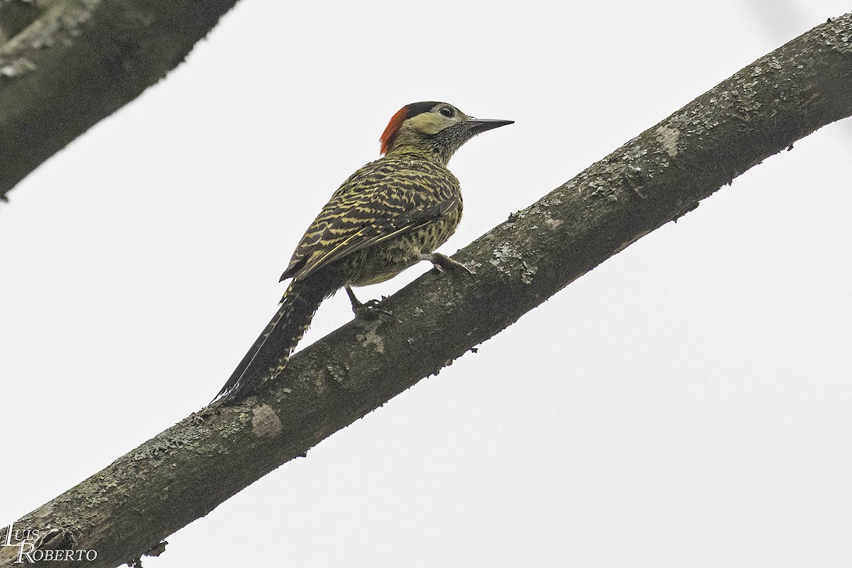 Green-barred Woodpecker - ML589976861