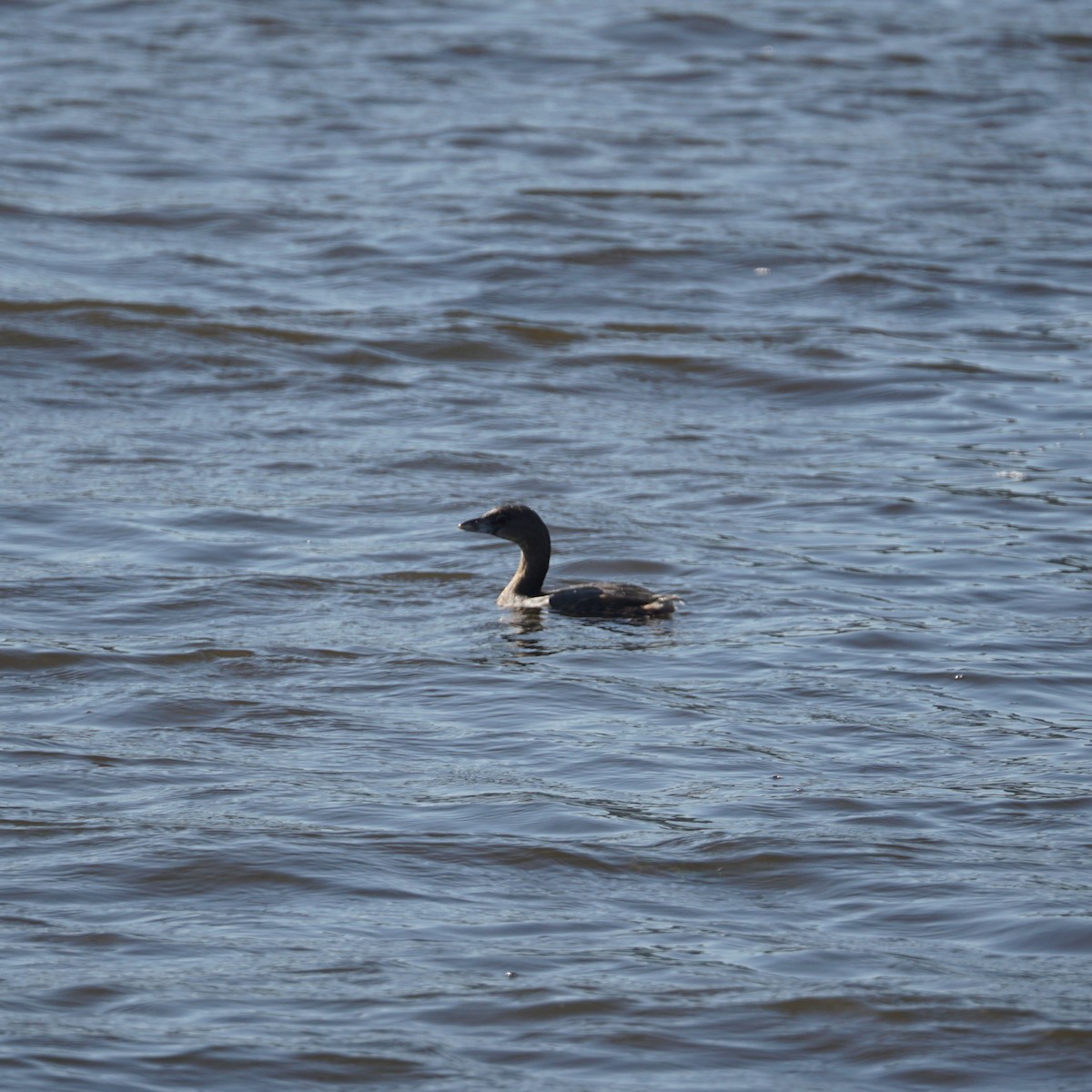 Pied-billed Grebe - ML589977401