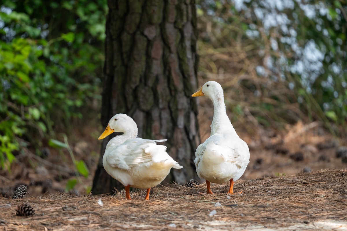 Mallard (Domestic type) - ML589977691