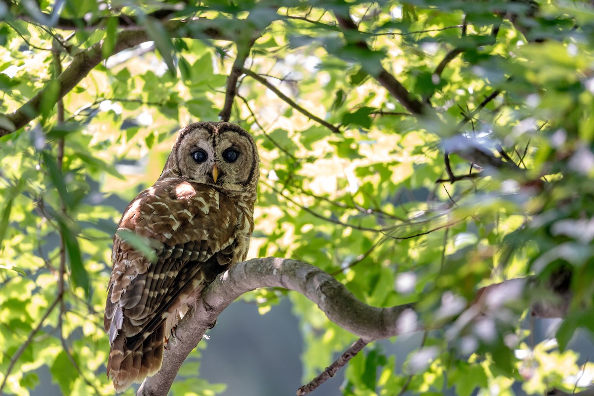 Barred Owl - ML589977721