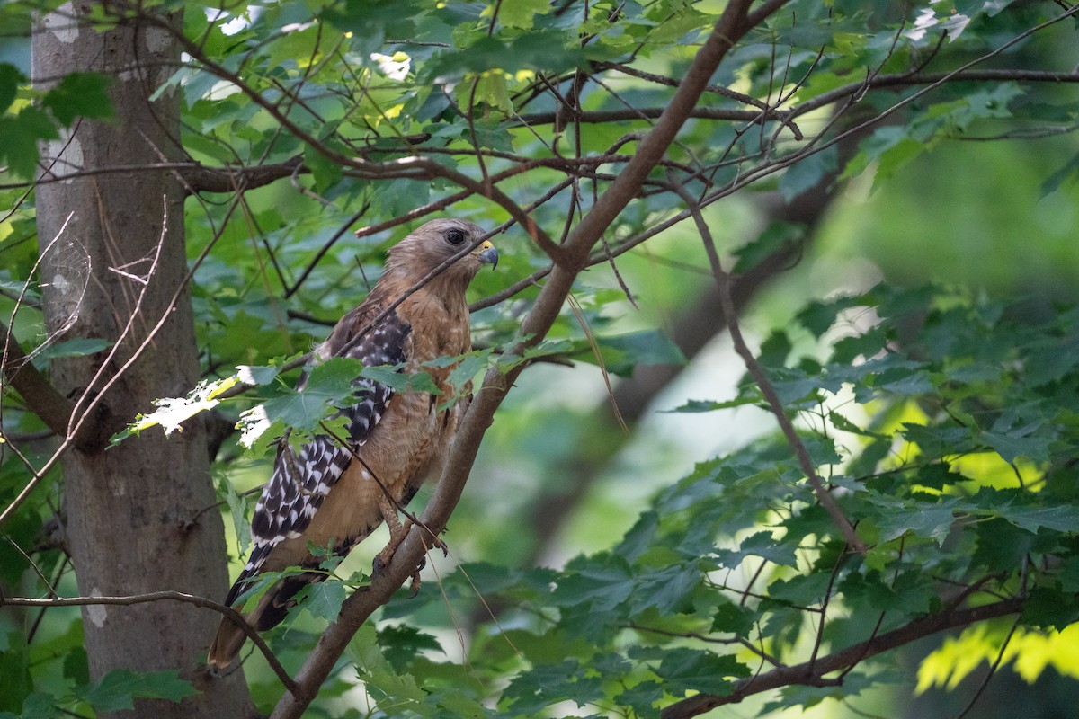 Red-shouldered Hawk - ML589977751