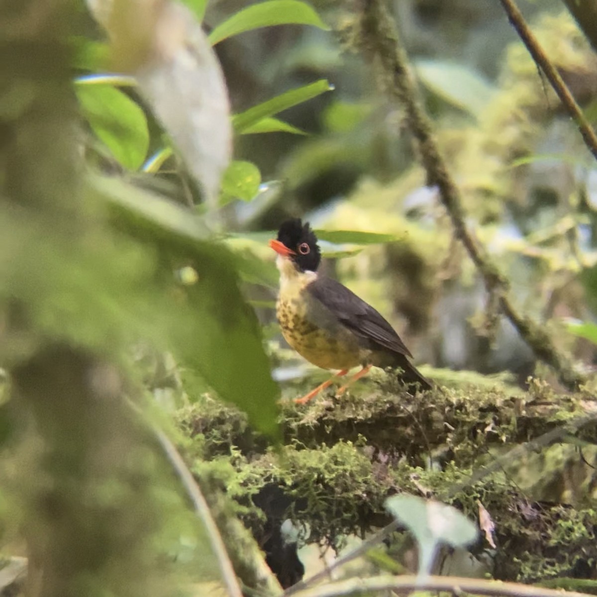 Speckled Nightingale-Thrush - Santiago Dueñas Trejo