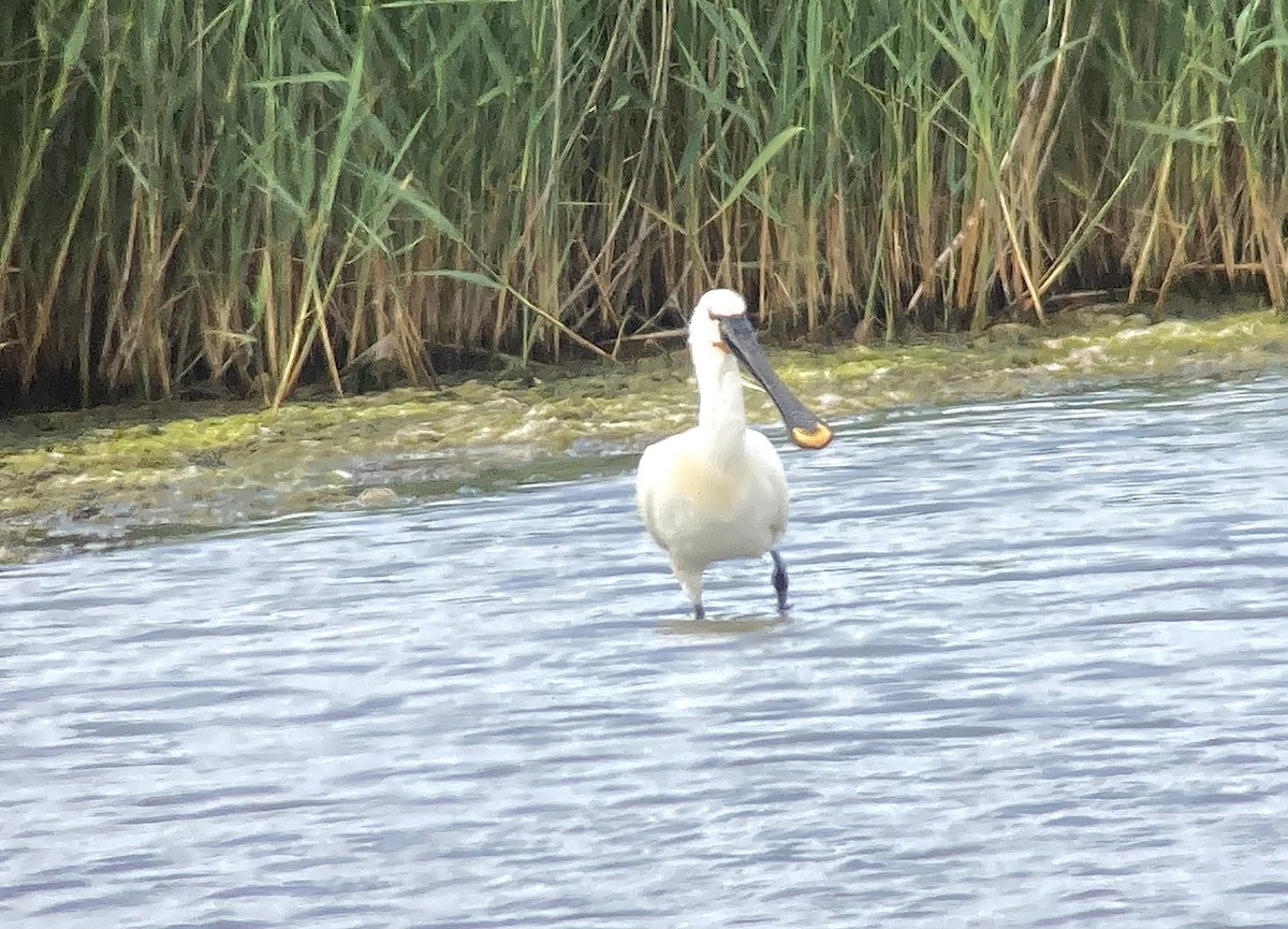 Eurasian Spoonbill - ML589978431