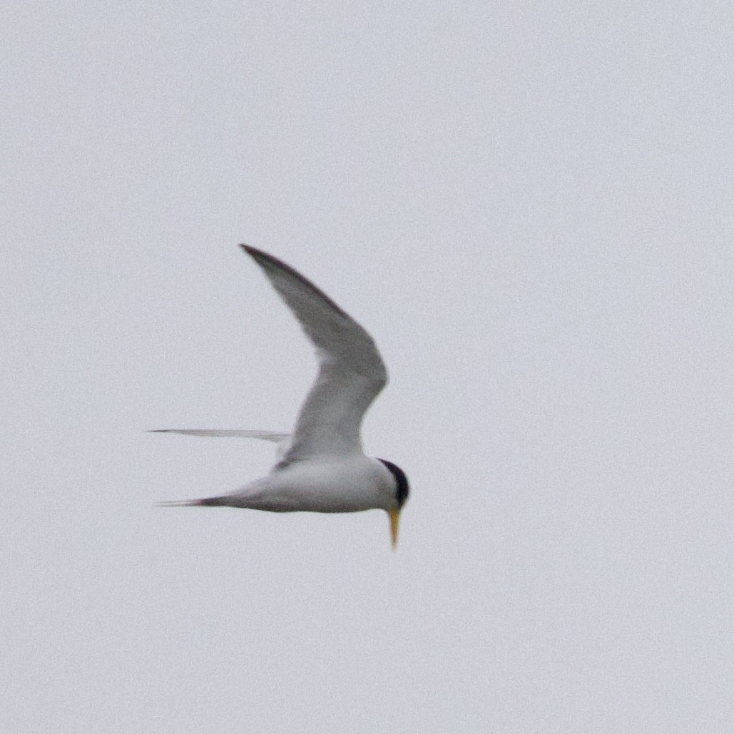 Least Tern - ML589979441