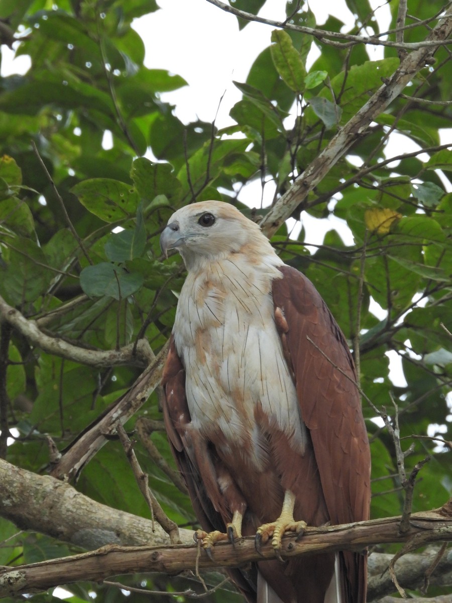 Brahminy Kite - ML589979871