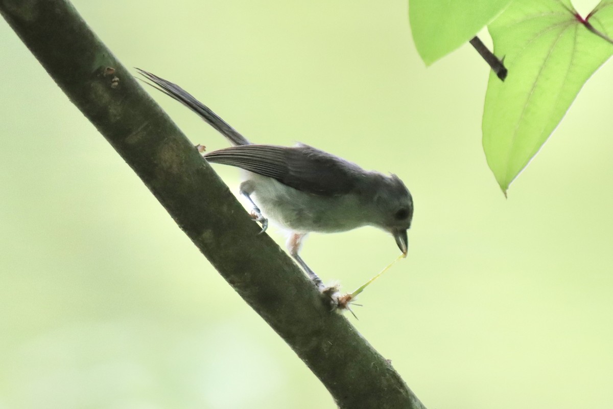 Mésange bicolore - ML589980641