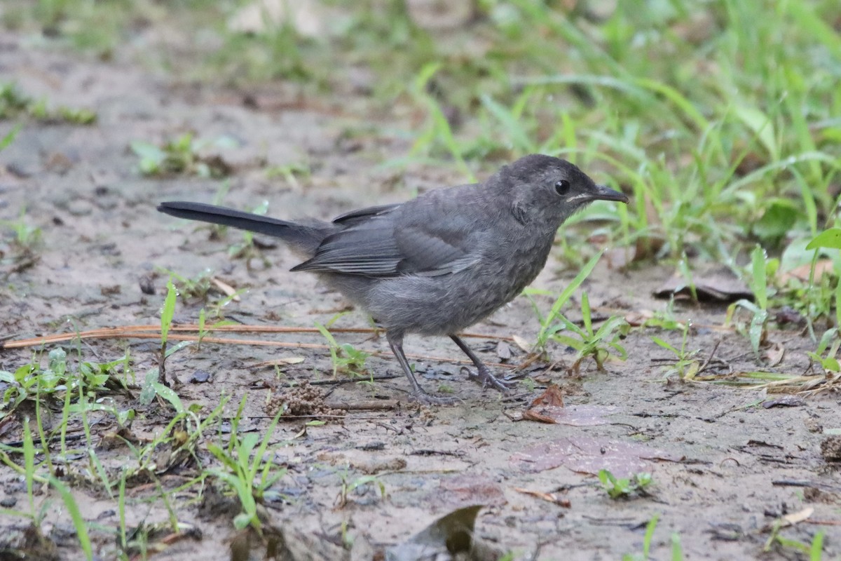 Gray Catbird - ML589980751