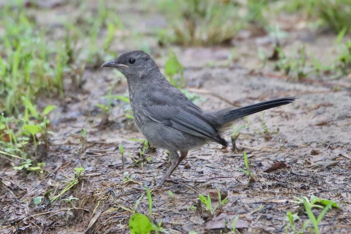 Gray Catbird - ML589980761