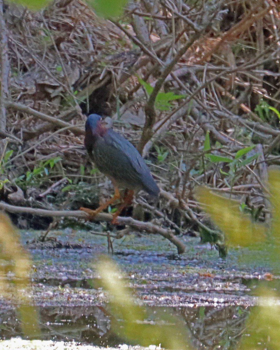 Green Heron - ML589980811