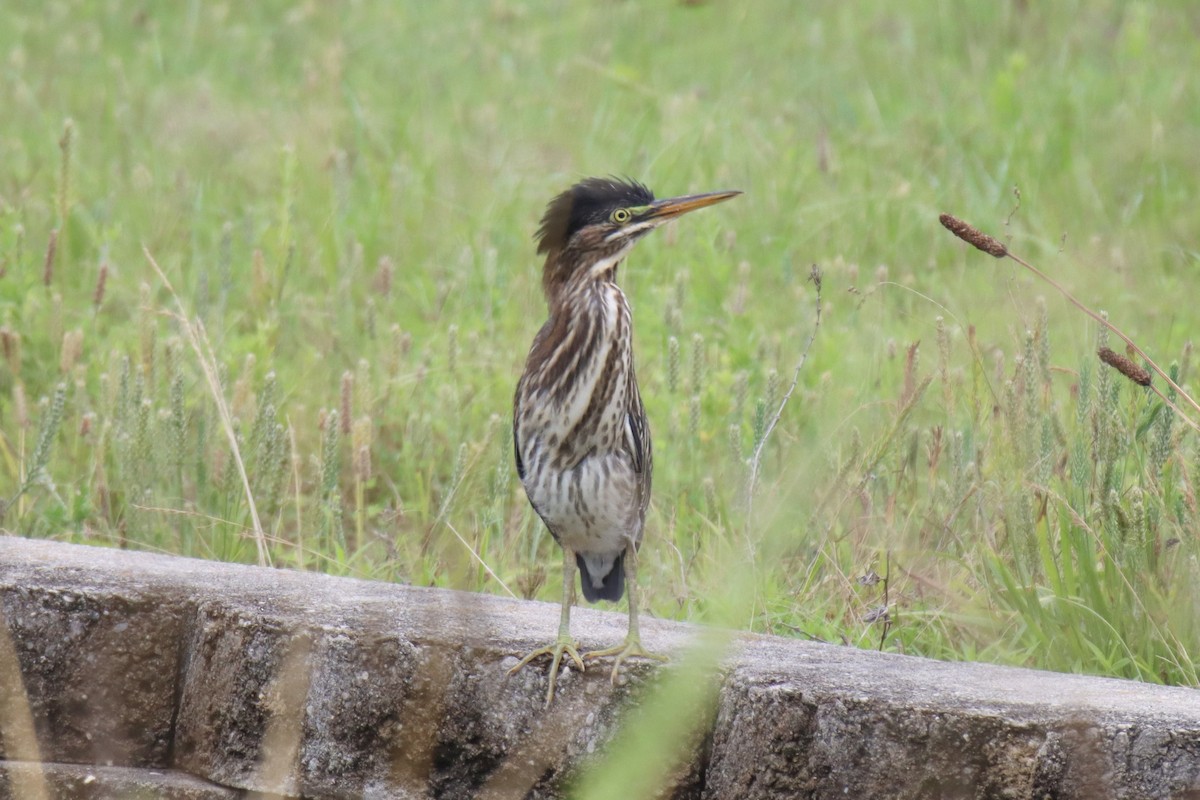 Green Heron - ML589981041