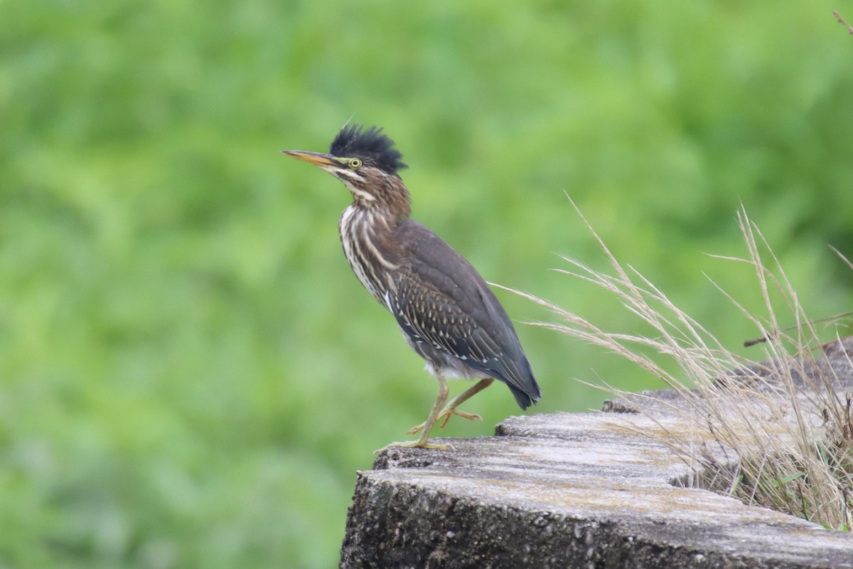 Green Heron - ML589981051