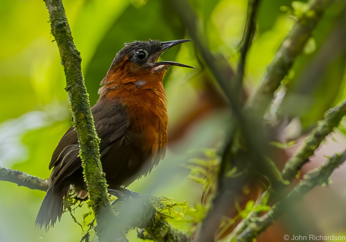 Chestnut-breasted Wren - John Richardson