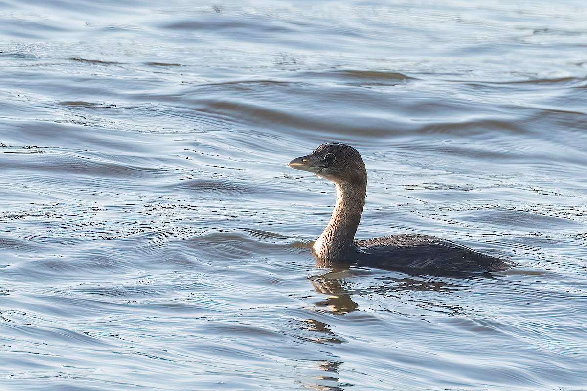 Pied-billed Grebe - ML589982401