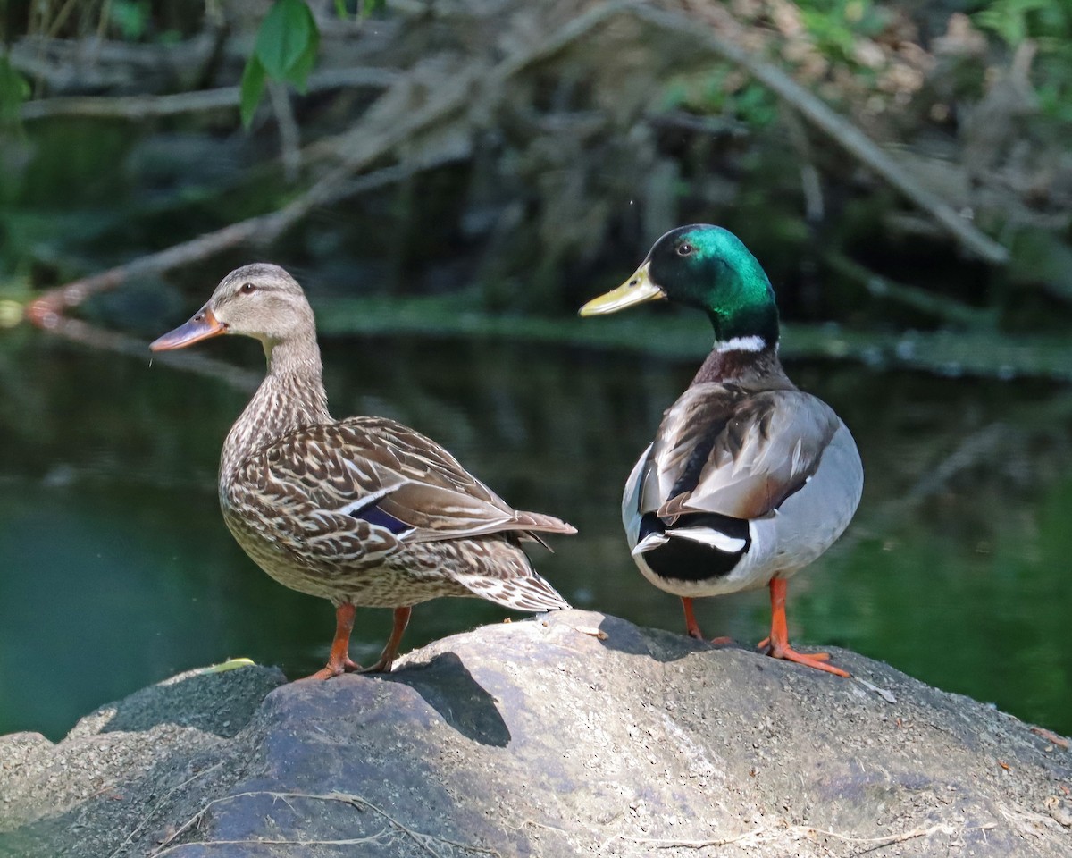 Canard colvert - ML589982511